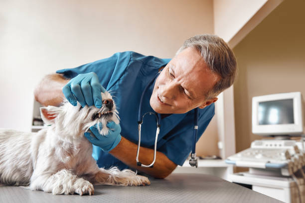 Best Emergency Wisdom Teeth Removal in Wernersville, PA